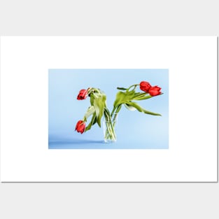 Wilted tulip flowers in the glass Posters and Art